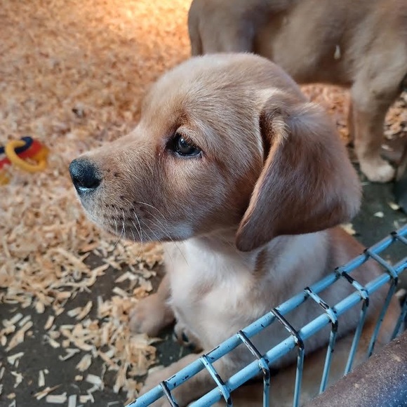 Meet your Posher, Chris - Picture 1 of 1